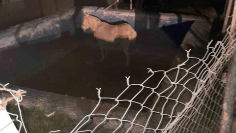 Hatay'da Havuza Düşen At Kurtarıldı