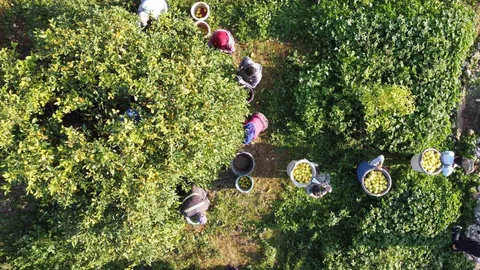 Tarım-ÜFE Yıllık Artış Oranı Erzincan'da Yüzde 36,01 Oldu