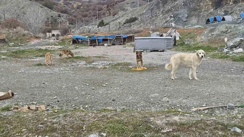 Onlarca Köpek Kışın Korunaklı Yuvalarda Isınıyor