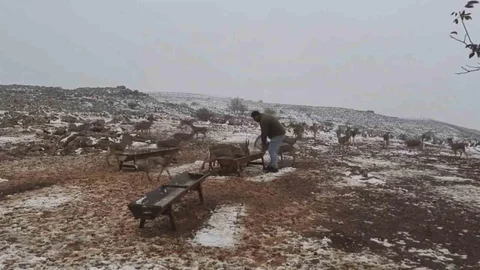 Hatay'da Dağ Ceylanlarının Kar Keyfi