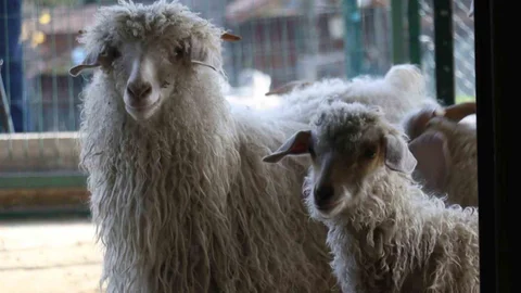 Ankara'nın 4 Beyazı Endemik Vadi'de Buluştu