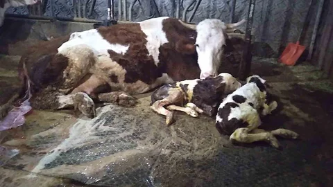 Bursa'da Hayvancılıkta Hüzün ve Sevinç