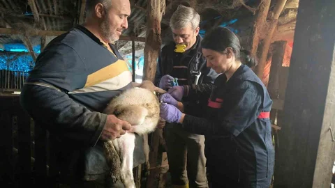 Yalova'da Hayvan Sağlığı Çalışmaları Devam Ediyor