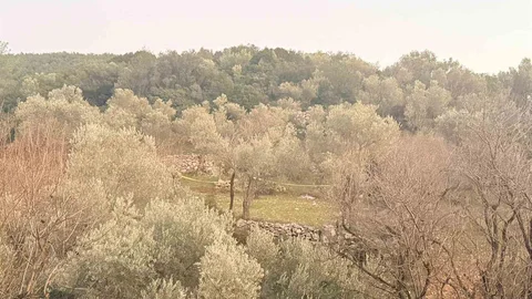 Muğla Datça'da Tarlada Fenalaşma