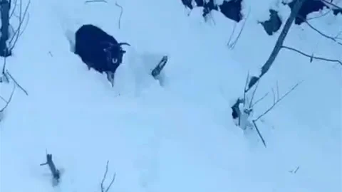 Rize'de Kaybolan Keçi Kurtarıldı