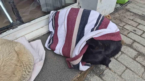 Eskişehir'de Sokak Köpeğine Yardım