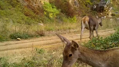 Bursa'da Kızıl Geyikler Fotokapana Yansıdı