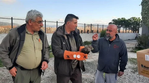 Çanakkale'de Yaralı Şahin Kurtarıldı