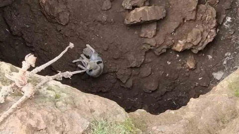 Mardin'de Gençler Tilkiyi Kurtardı