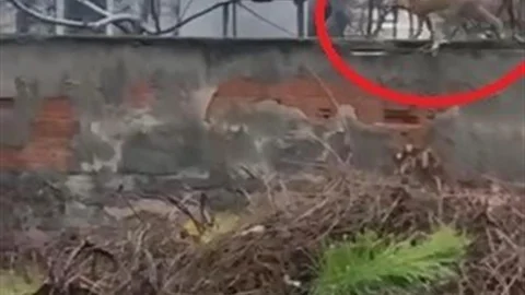 Bursa'da Sokaklarda Gezen Tilki