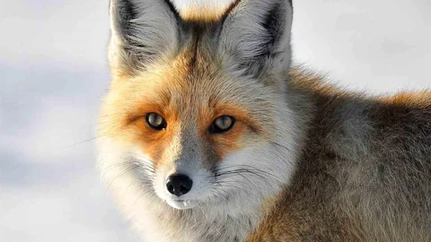 Yaban Hayvanları Şehir Merkezlerinde Endişe Yaratan Durum