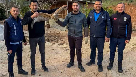 Kumluca'da Yaralı Atmaca Doğaya Salındı