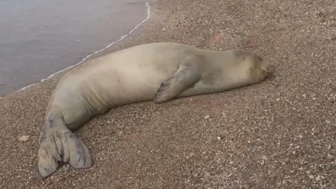 Antalya'da Bulunan Akdeniz Foku Denize Salındı