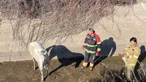Ayvalık'ta İtfaiye At Kurtardı