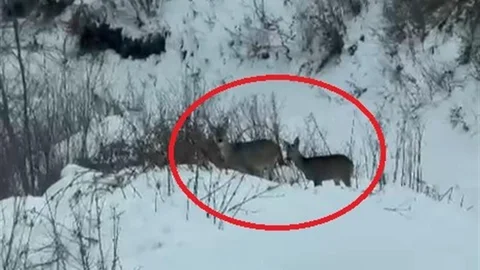Akdağ’da Karacalar Görüntülendi