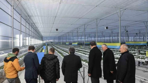 Bafra'da Topraksız Çilek Üretimi Başladı