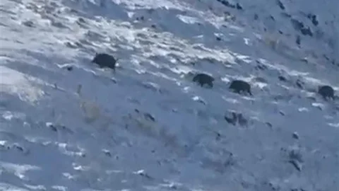 Kars'ta Yaban Domuzları Yerleşim Alanlarına İndi