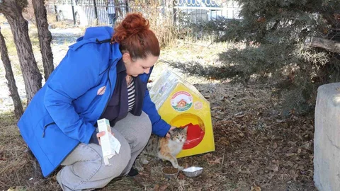 Sokak Kedilerine Destek Projesi