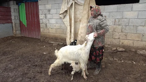 Gaziantep'te Keçiler Kuzuyu Sahiplendi