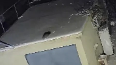 Elazığ'da Nesli Tükenme Tehlikesi Altında Sansar Görüntülendi