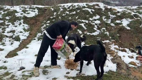 Uludağ'da Sokak Köpeklerine Yardım Eli Uzandı
