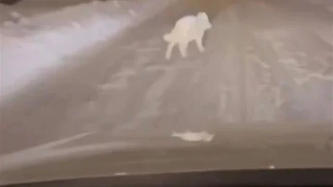 Patnos'ta Kurt Görüldü