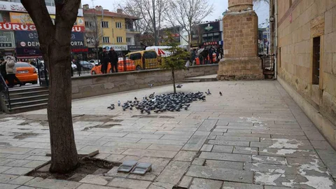 Kırşehir'de Kapucu Camii Güvercinlere Ev Sahipliği Yapıyor