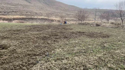 Elazığ'da Domuzlar Tarım Arazisini Talan Etti