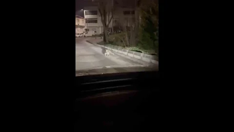 Bursa'da Gece Yarısı Tilki Görüntülendi