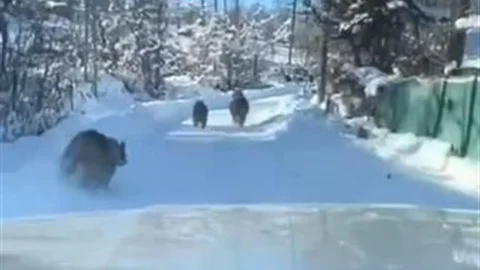 Artvin'de Ayı ve Yavruları Görüntülendi