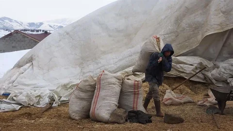 Tatvan'da Küçükbaş Hayvan Besleme Dönemi Başladı