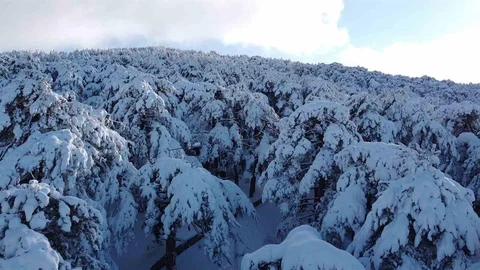 Çamlık Milli Parkı'nda Kar Güzellikleri