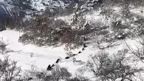 Elazığ'da Domuz Sürüsü Görüntülendi