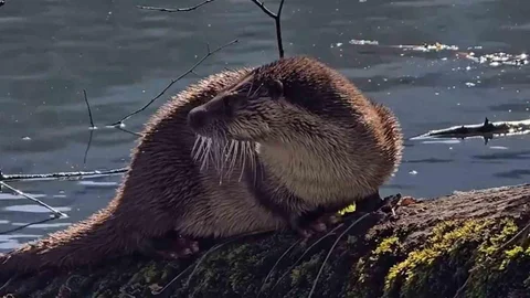 Bolu'da Su Samuru Görüntülendi