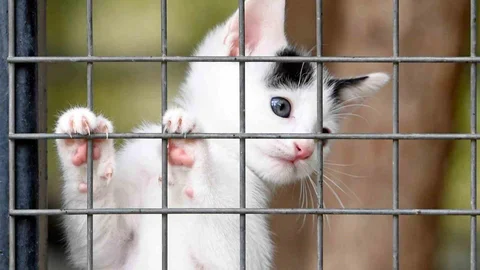 Osmangazi'de Sahipsiz Hayvanlara Umut Olunuyor