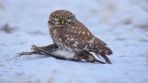 Bitlis'te Doğada Hayatta Kalma Mücadelesi