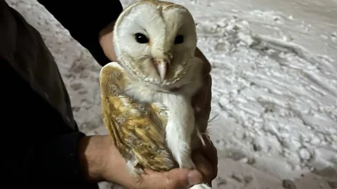 Soğuktan Kaçan Baykuş Ahıra Sığındı