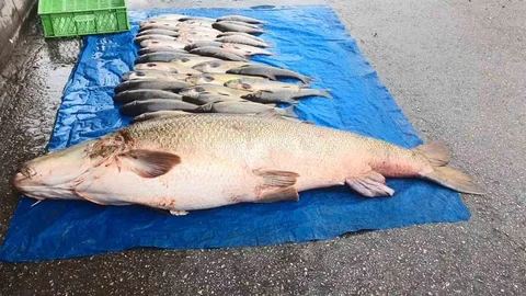 Elazığ'da Dev Turna Yakalandı