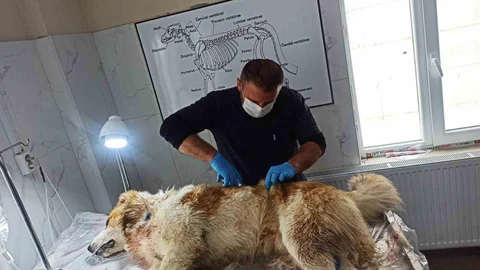 Hakkari'de Kurt Saldırısı Sonucu Köpek Yaralandı
