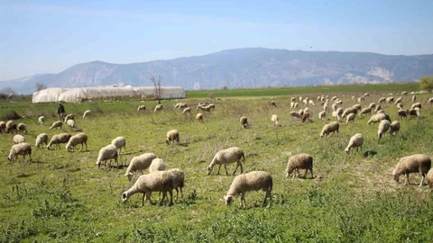 Söke’de Yetiştiricilere Destekleme İcmalı Uyarısı