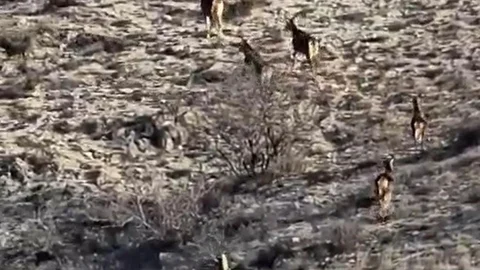 Eskişehir'de 8 Geyik Görüntülendi