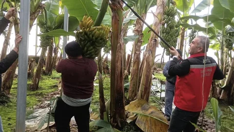 Aydın Efeler'de Muz Hasadı Başladı