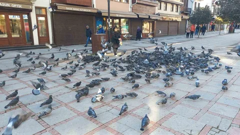 Soğukta Üşüyen Kuşlara Şefkat Eli Uzatıldı