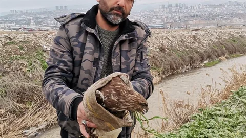 Kahramanmaraş'ta Yaralı Şahin Kurtarıldı
