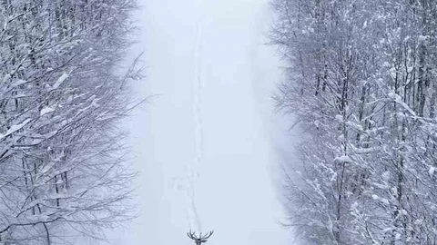 Kocaeli'nde Kızıl Geyik Görüntülendi