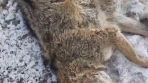 Adıyaman'da Kurt Araç Çarpması Sonucu Telef Oldu