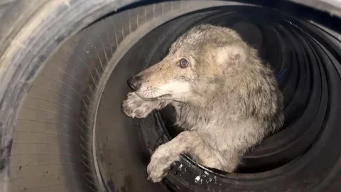 Kurt Lastikçiye Girdi, Paniğe Neden Oldu