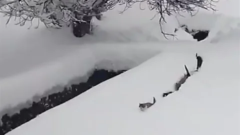Kastamonu'da Kedilerin Karda Yürüyüşü
