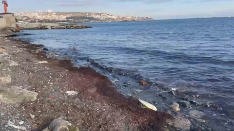 Tekirdağ Sahilinde Kırmızı Yosun Birikimi