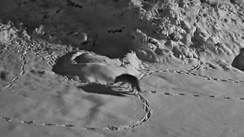 Elazığ'da Kurt Mezraya İndi